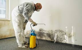 Best Environmental Consulting for Mold Prevention  in Rahway, NJ