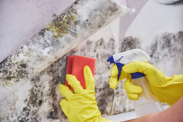 Best Asbestos and Lead Testing During Mold Inspection  in Rahway, NJ